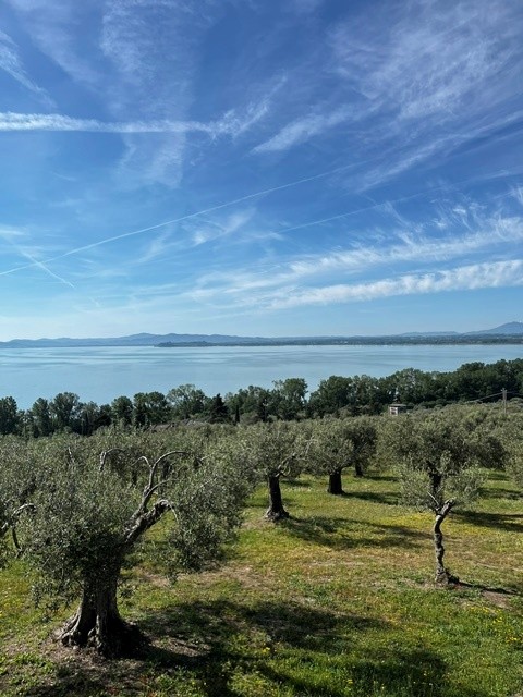uno splendido lago blu con, in primo piano, antichi ulivi verdi
