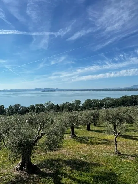 prachtig blauw meer met in de voorgrond oude groene olijfbomen