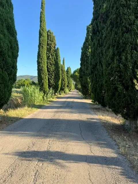 Cipressenlaan Tuoro sul Trasimeno, Umbrië