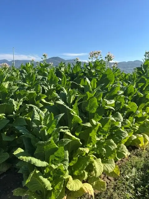 Tabaksveld in Umbrië met groene tabaksplanten en heuvels op de achtergrond