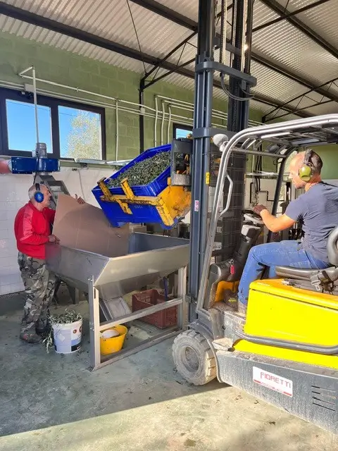 Olijven worden bij Agricola Mondovecchio met een heftruck in de trechter van een frantoio gekiept tijdens de olijfoogst.