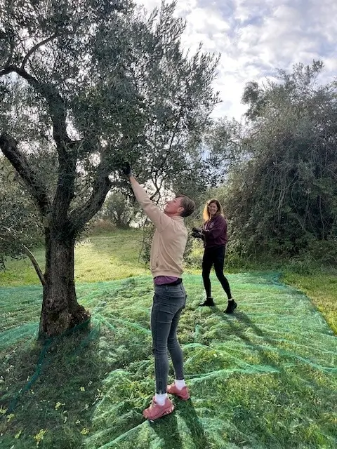 Marloes en Anke plukken olijven tijdens de olijfoogst van 2026 in onze olijfgaard in Umbrië, Italië.