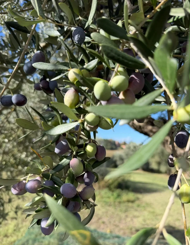 Rijpe en groene olijven aan de boom in onze olijfgaard in Umbrië, Italië.