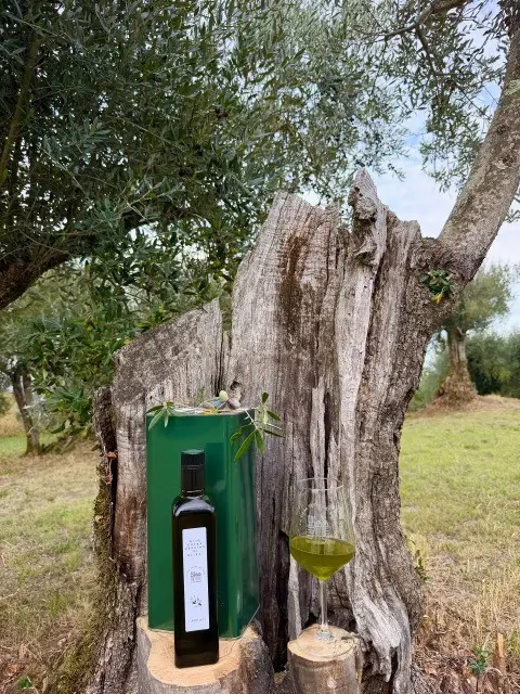 Fles en groene blik met extra vergine olijfolie en een glas olijfolie op een oude olijfboomstam, in een olijfgaard in Italië.